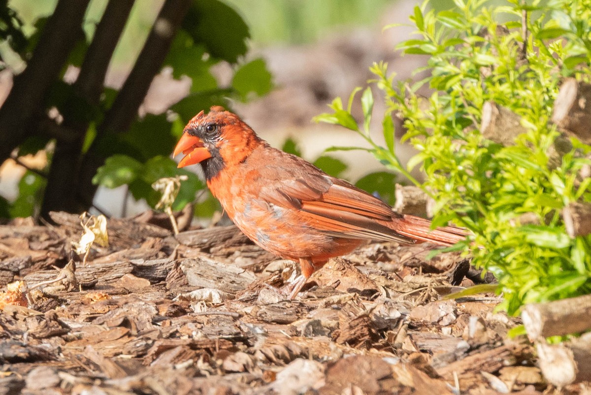 Northern Cardinal - ML641299156