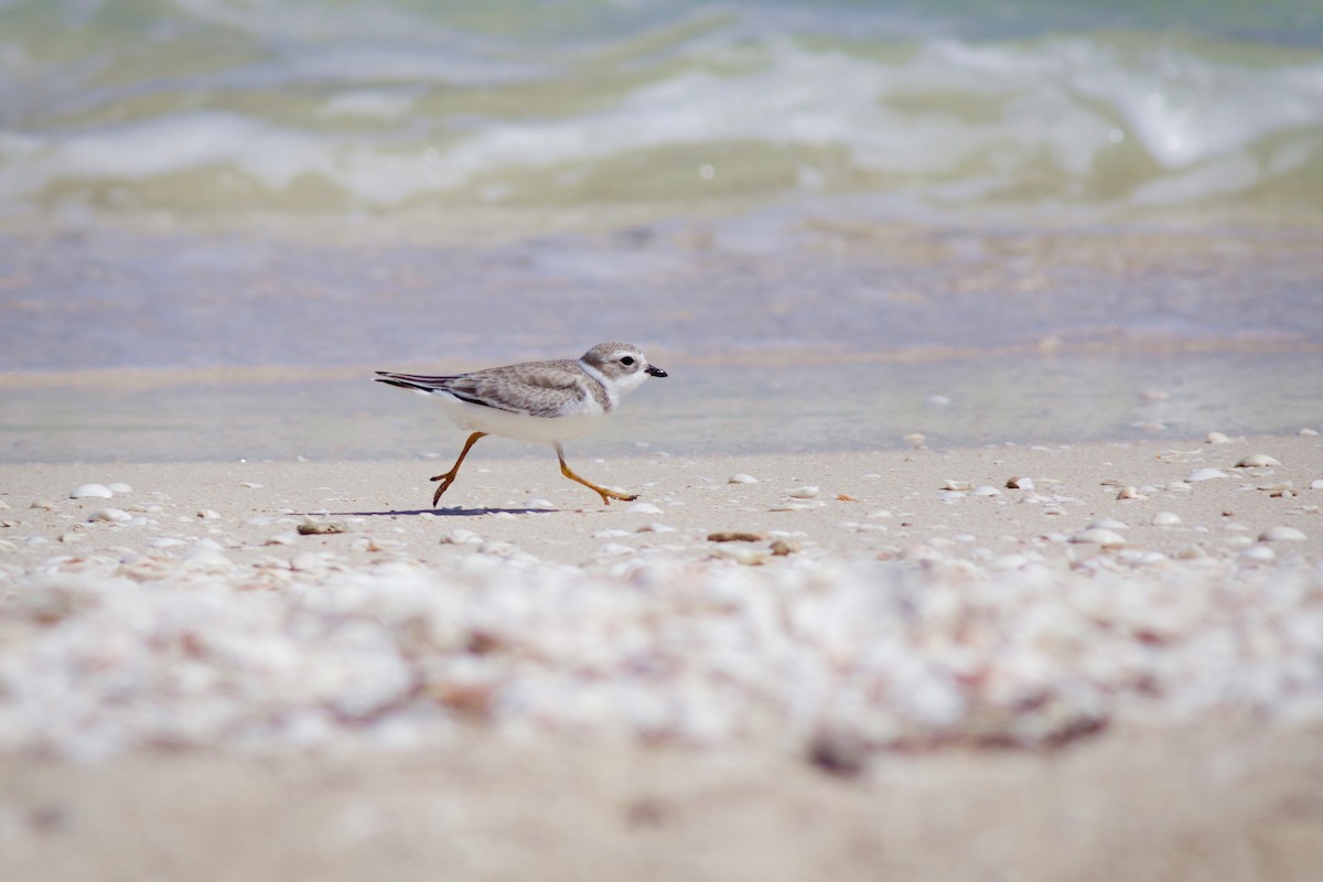 Piping Plover - ML641299158
