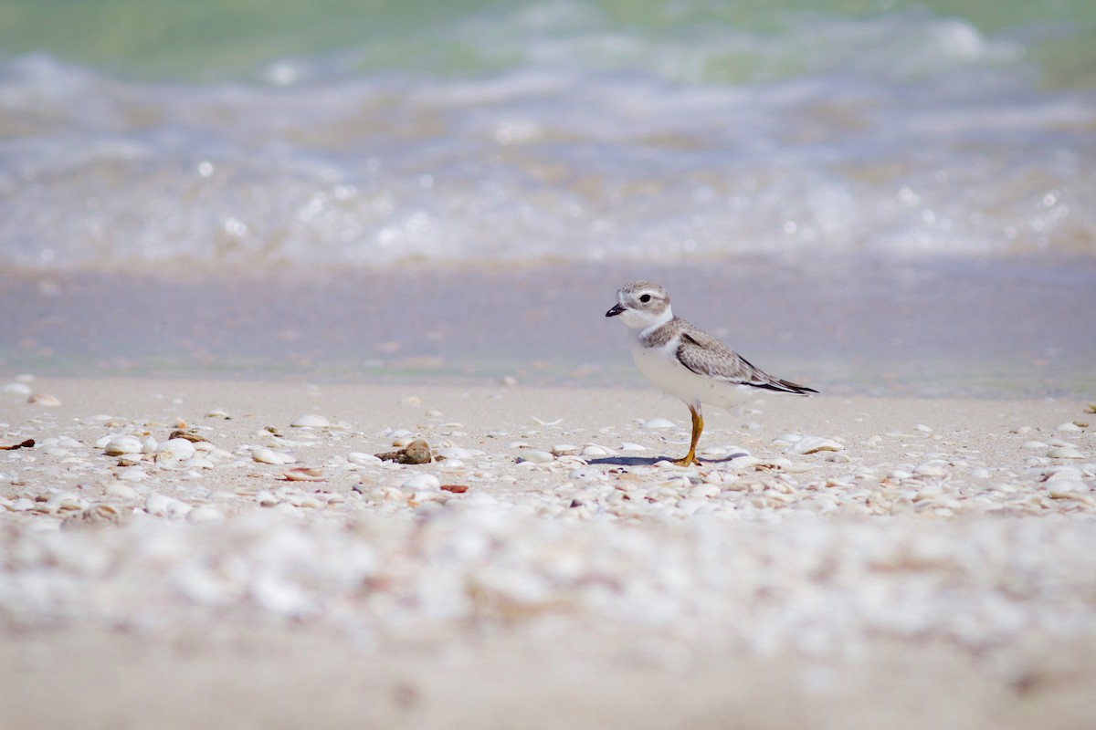Piping Plover - ML641299159