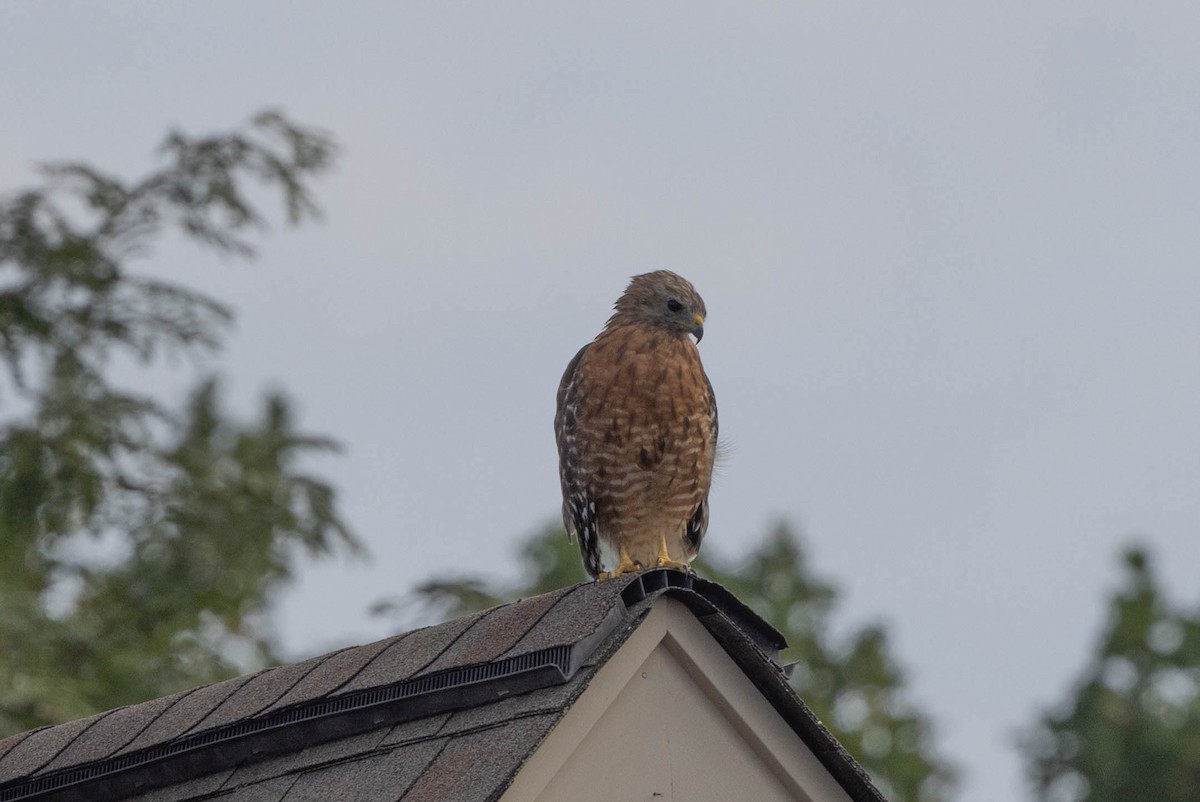 Red-shouldered Hawk - ML641299163