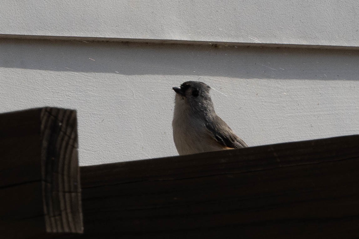 Tufted Titmouse - ML641299170