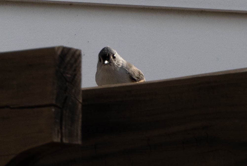Tufted Titmouse - ML641299171
