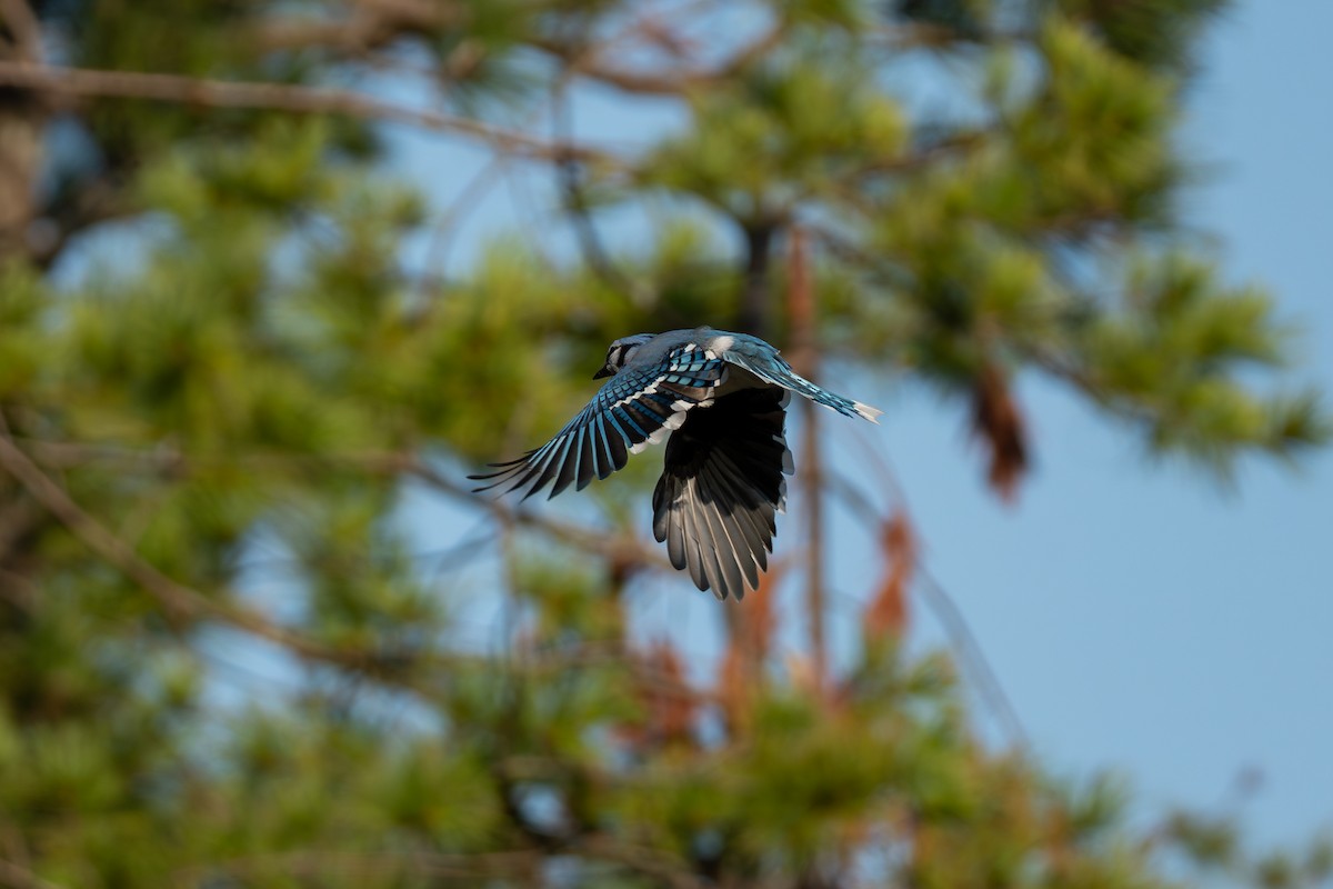Blue Jay - ML641299175