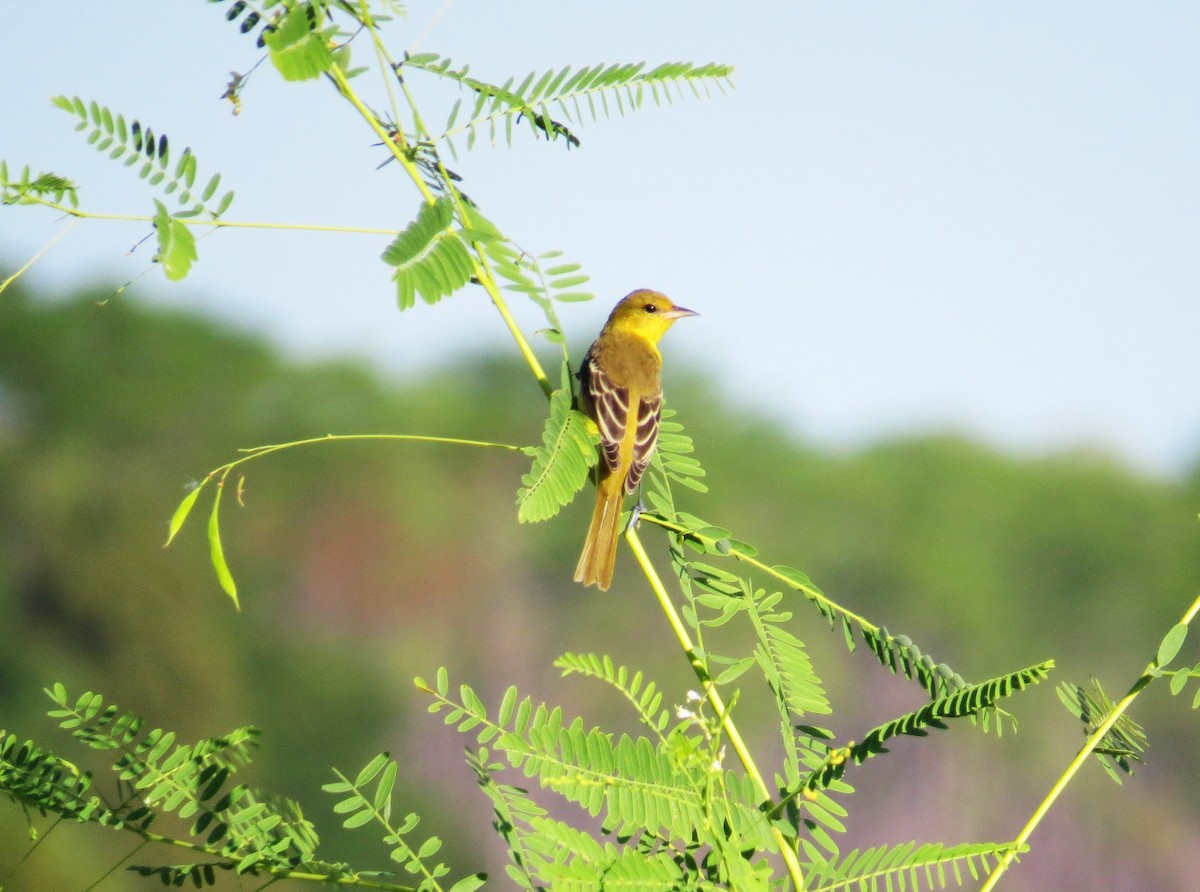 Orchard Oriole - ML641299222