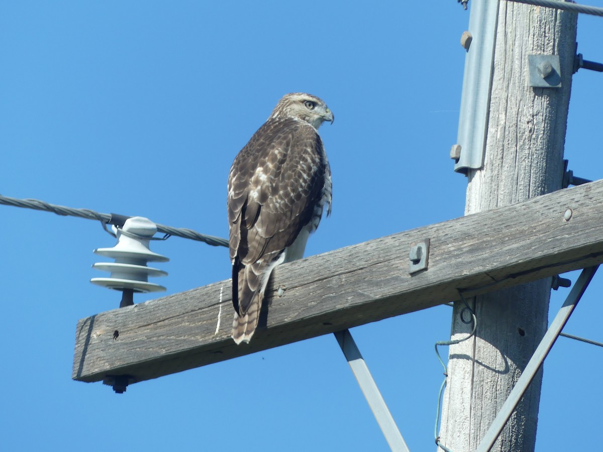 Red-tailed Hawk - ML641299226