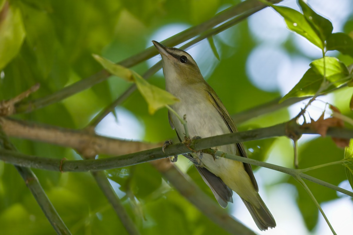 Віреон червоноокий - ML641299238