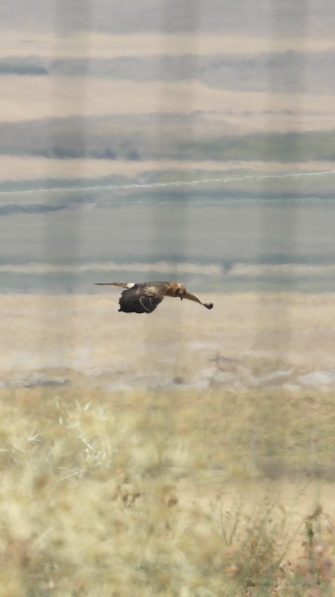 Montagu's Harrier - ML641299257