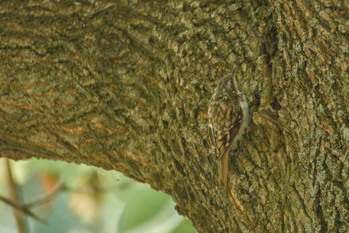 Brown Creeper - ML641299261