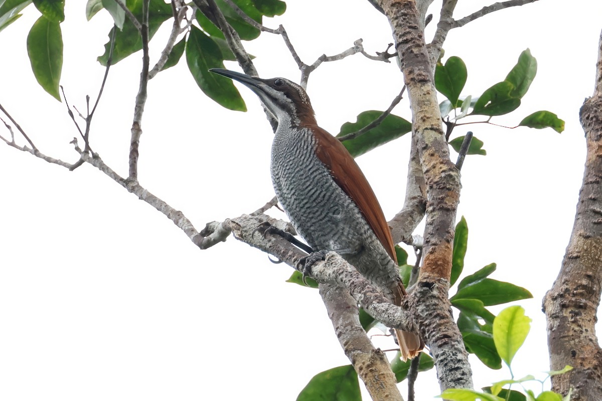 Growling Riflebird - ML641299264