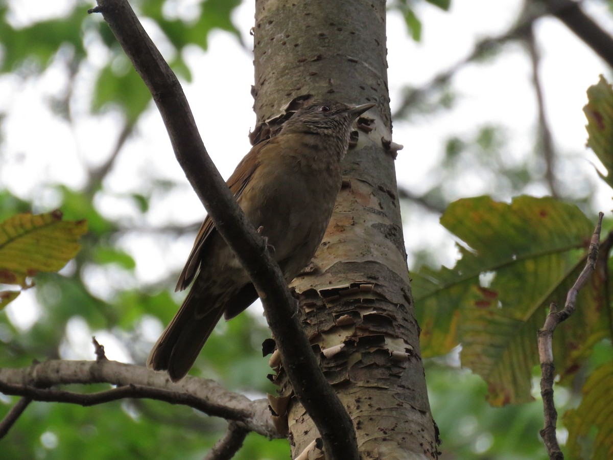 Pale-breasted Thrush - ML641299265