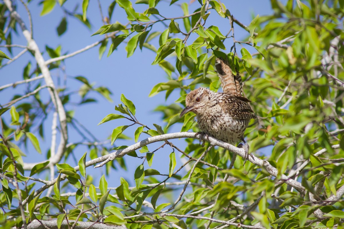 Yucatan Wren - ML641299267
