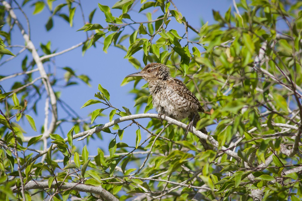 Yucatan Wren - ML641299268