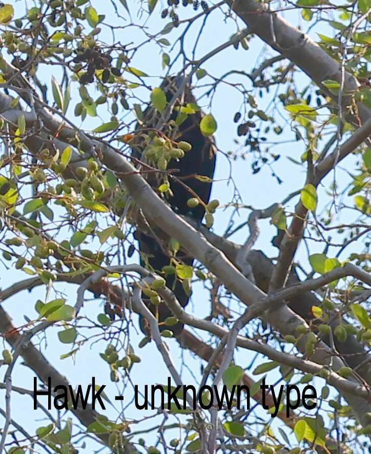 Sharp-shinned/Cooper's Hawk - ML641299270
