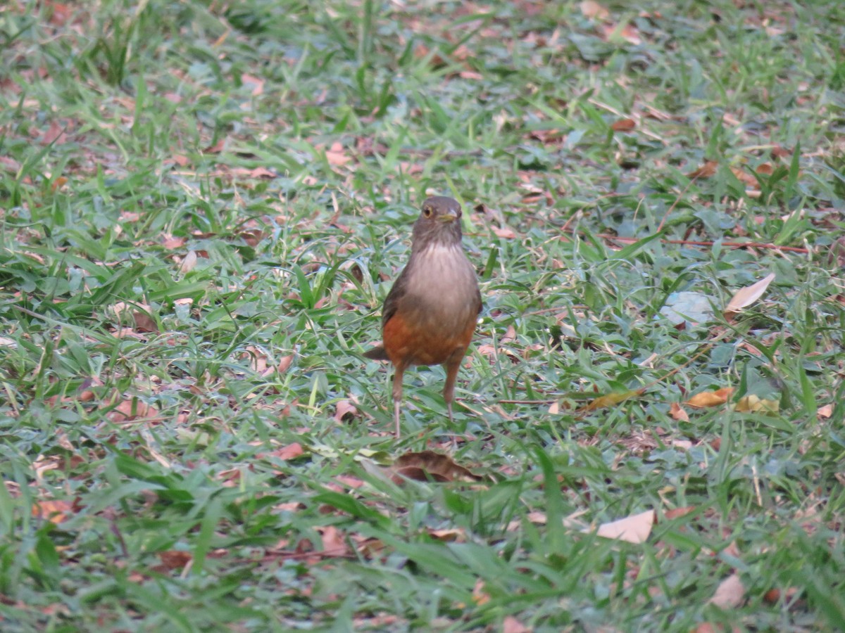 Rufous-bellied Thrush - ML641299272