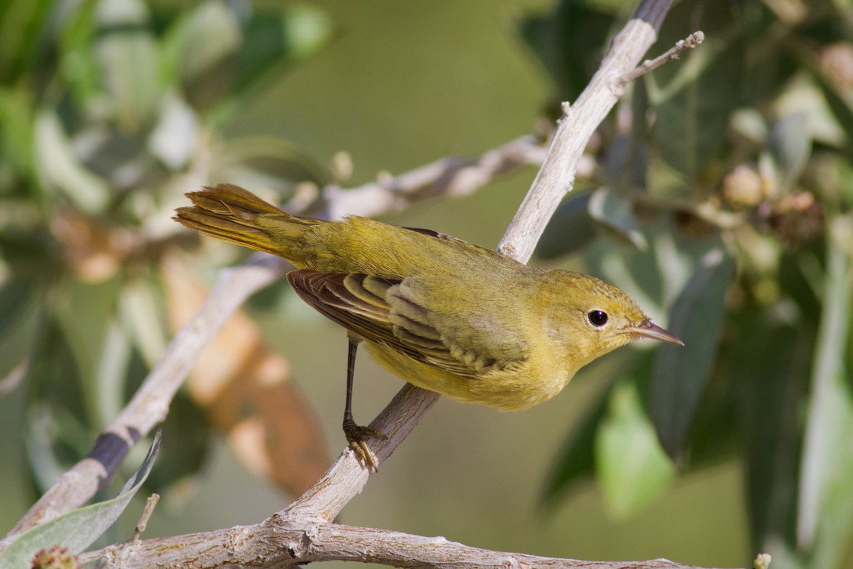 Yellow Warbler (Mangrove) - ML641299278