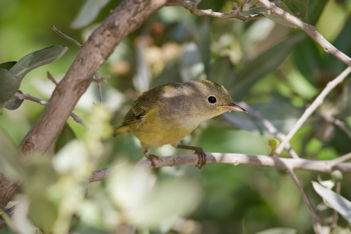 Yellow Warbler (Mangrove) - ML641299279