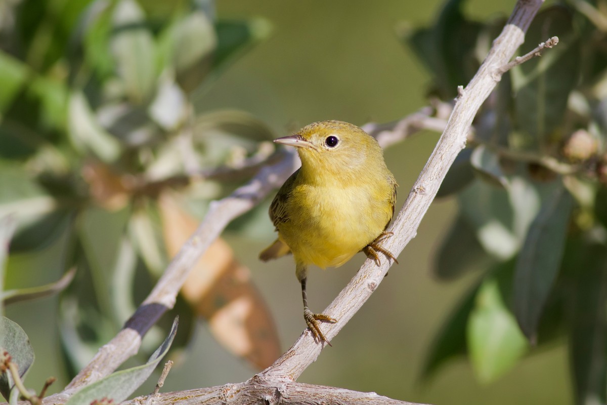 Yellow Warbler (Mangrove) - ML641299280