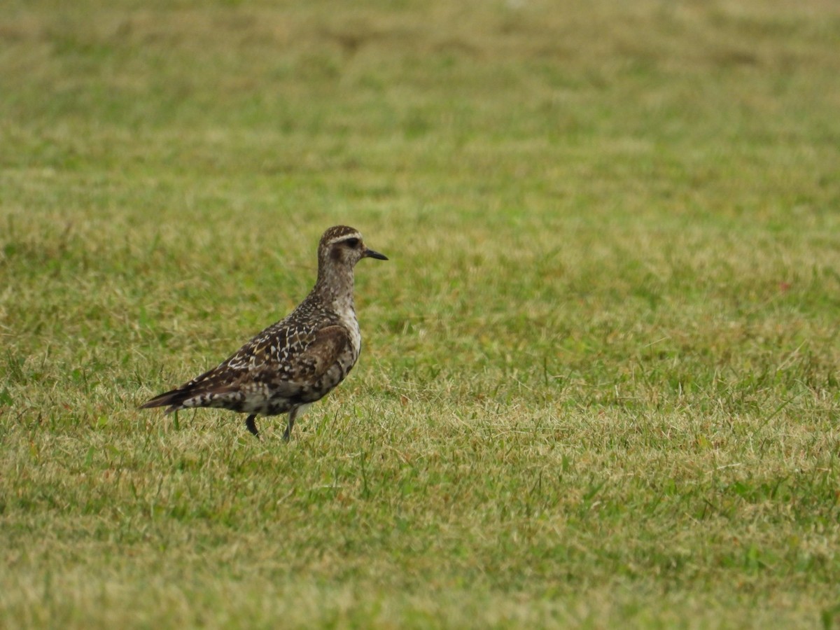 American Golden-Plover - ML641299281