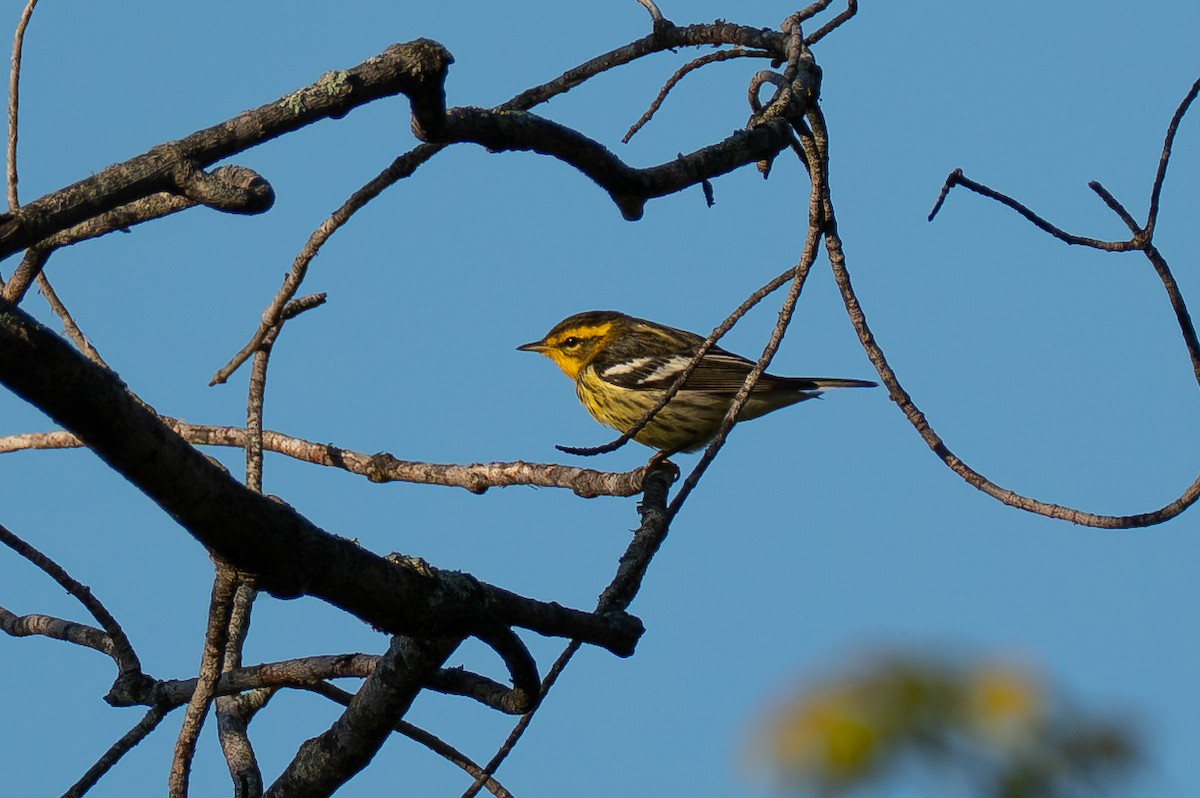 Blackburnian Warbler - ML641299282