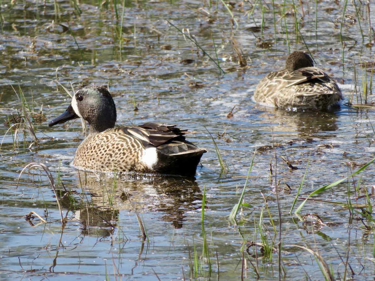 Blue-winged Teal - ML641299283