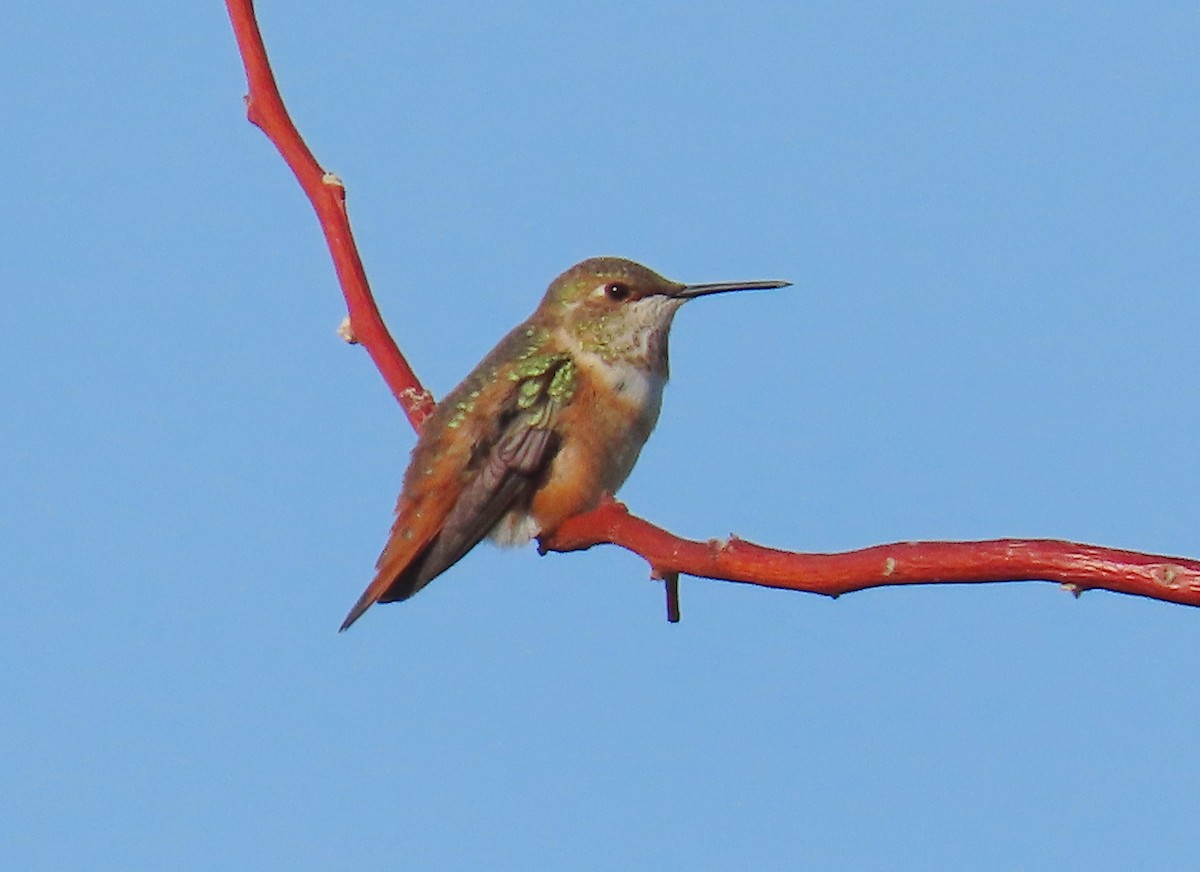 Rufous Hummingbird - ML641299285
