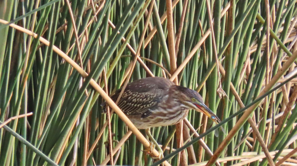 Green Heron - ML641299287