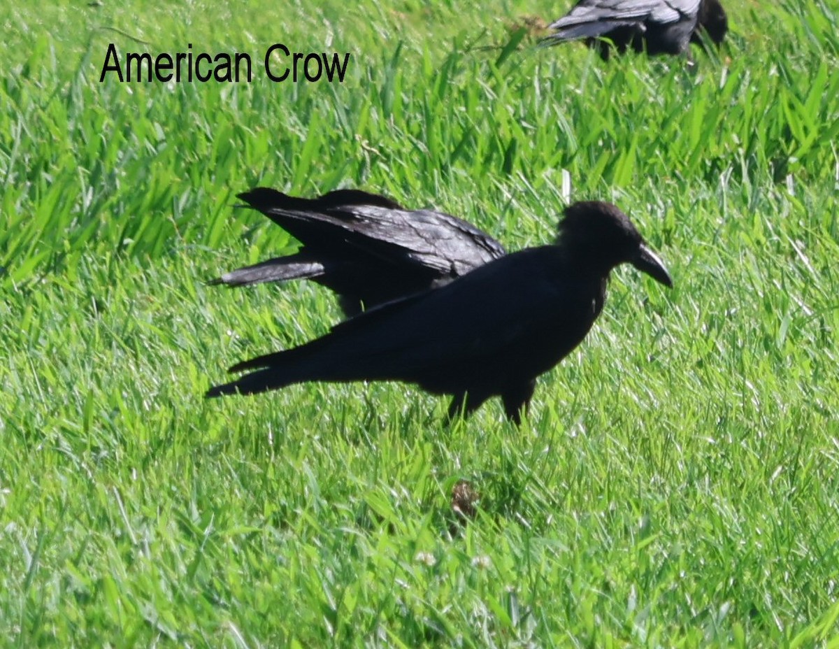 American Crow - ML641299288