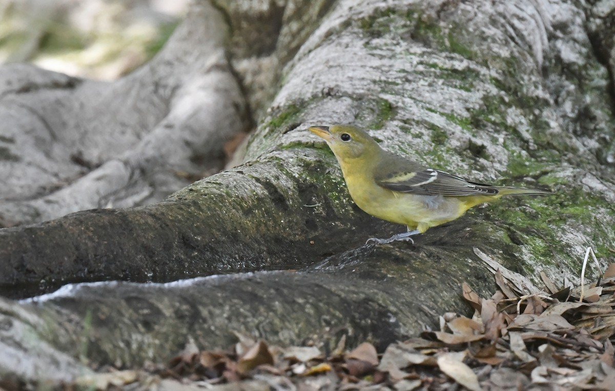 Western Tanager - ML641299289
