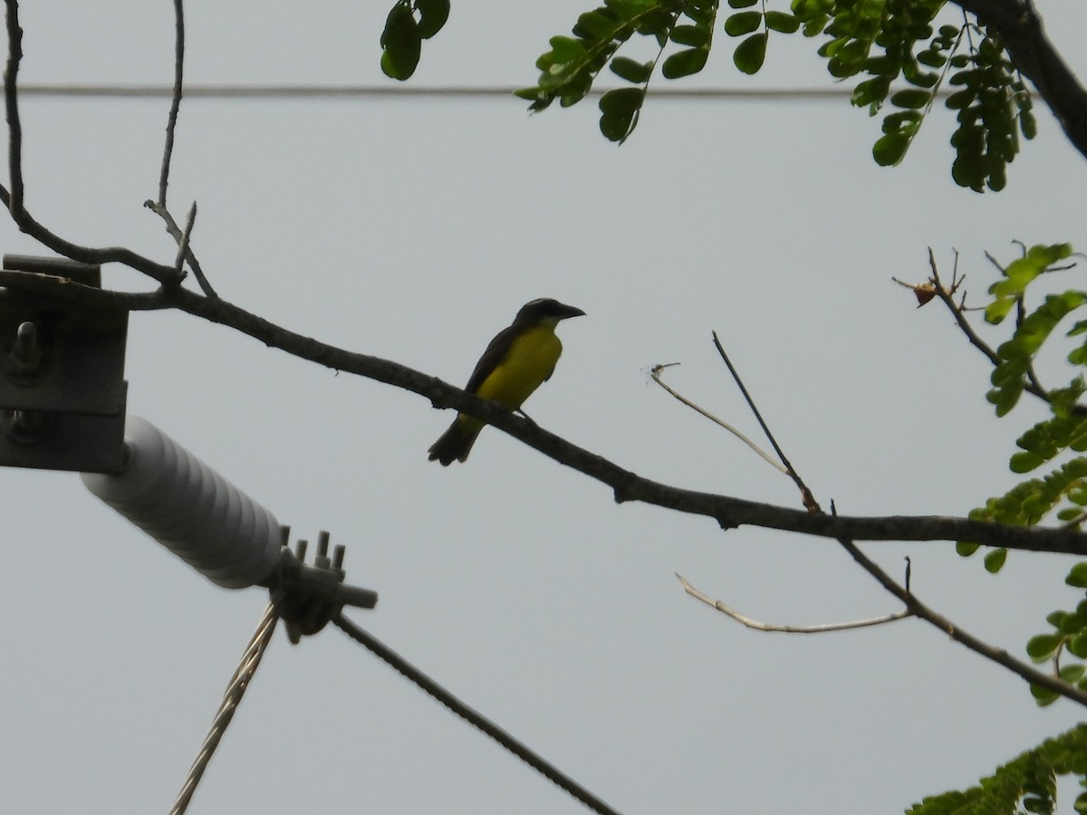 Boat-billed Flycatcher - ML641299290