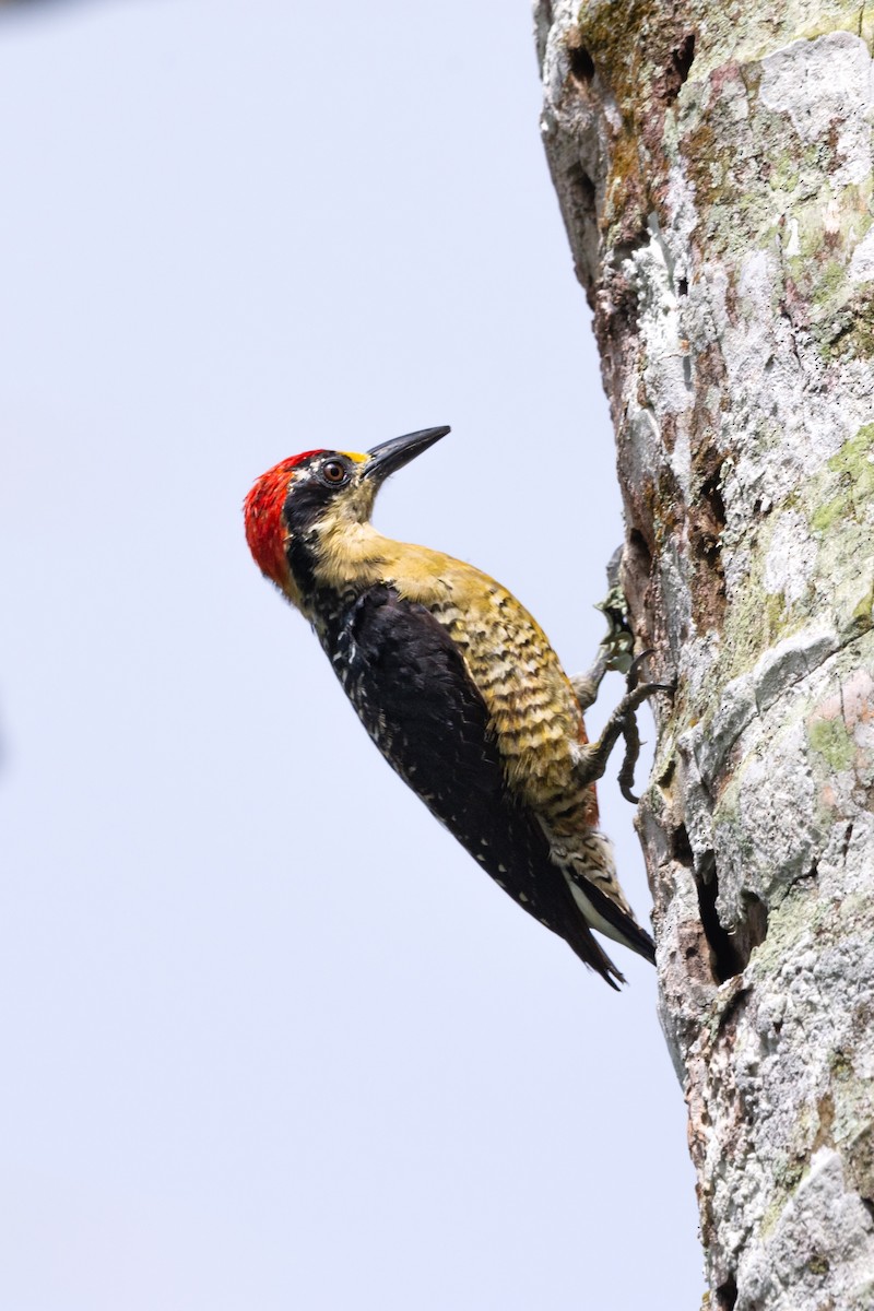 Black-cheeked Woodpecker - ML641299291