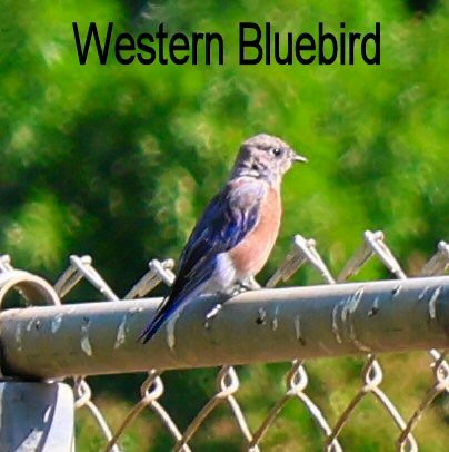 Western Bluebird - ML641299295