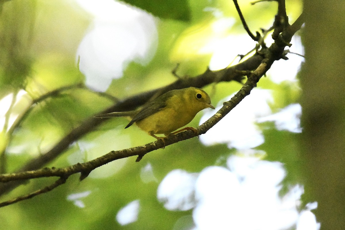 Wilson's Warbler - ML641299296