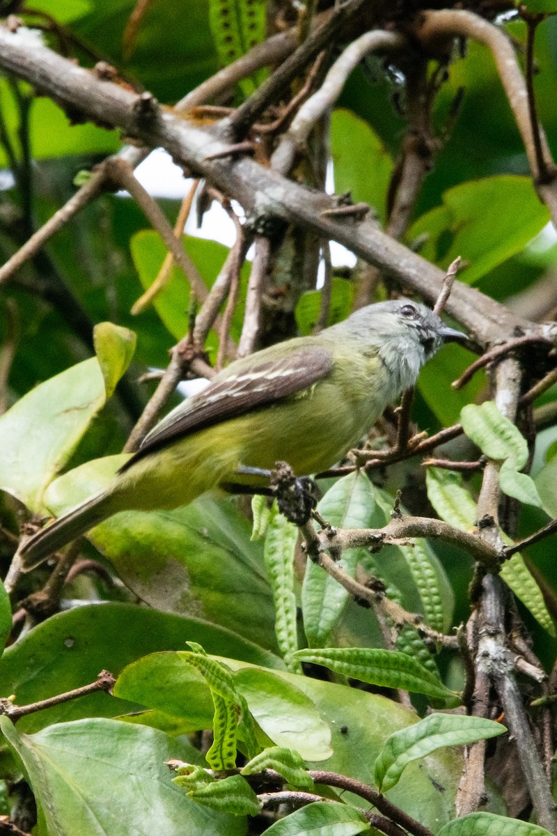 Yellow-crowned Tyrannulet - ML641299360