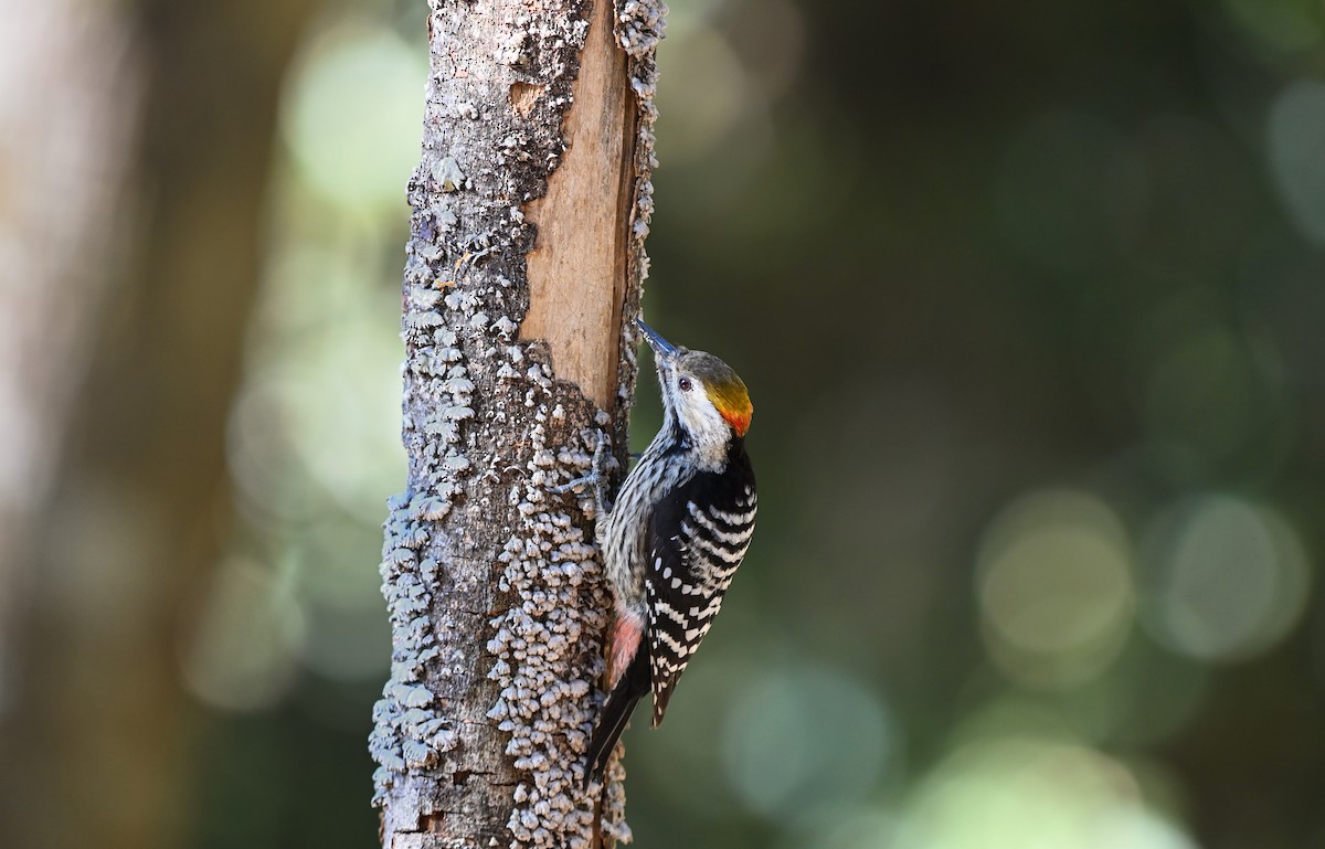 Brown-fronted Woodpecker - ML641299370