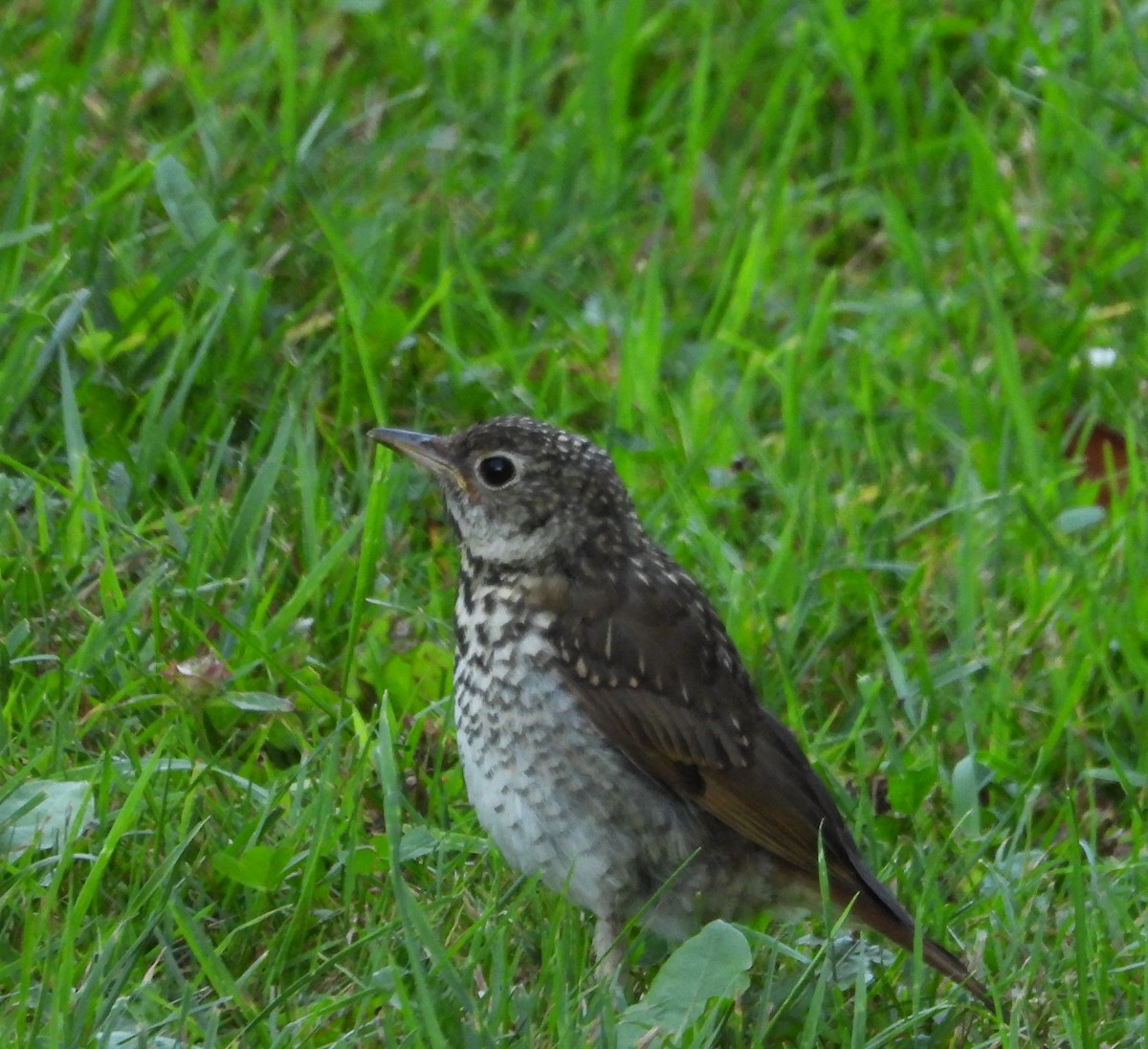Hermit Thrush - ML641299392