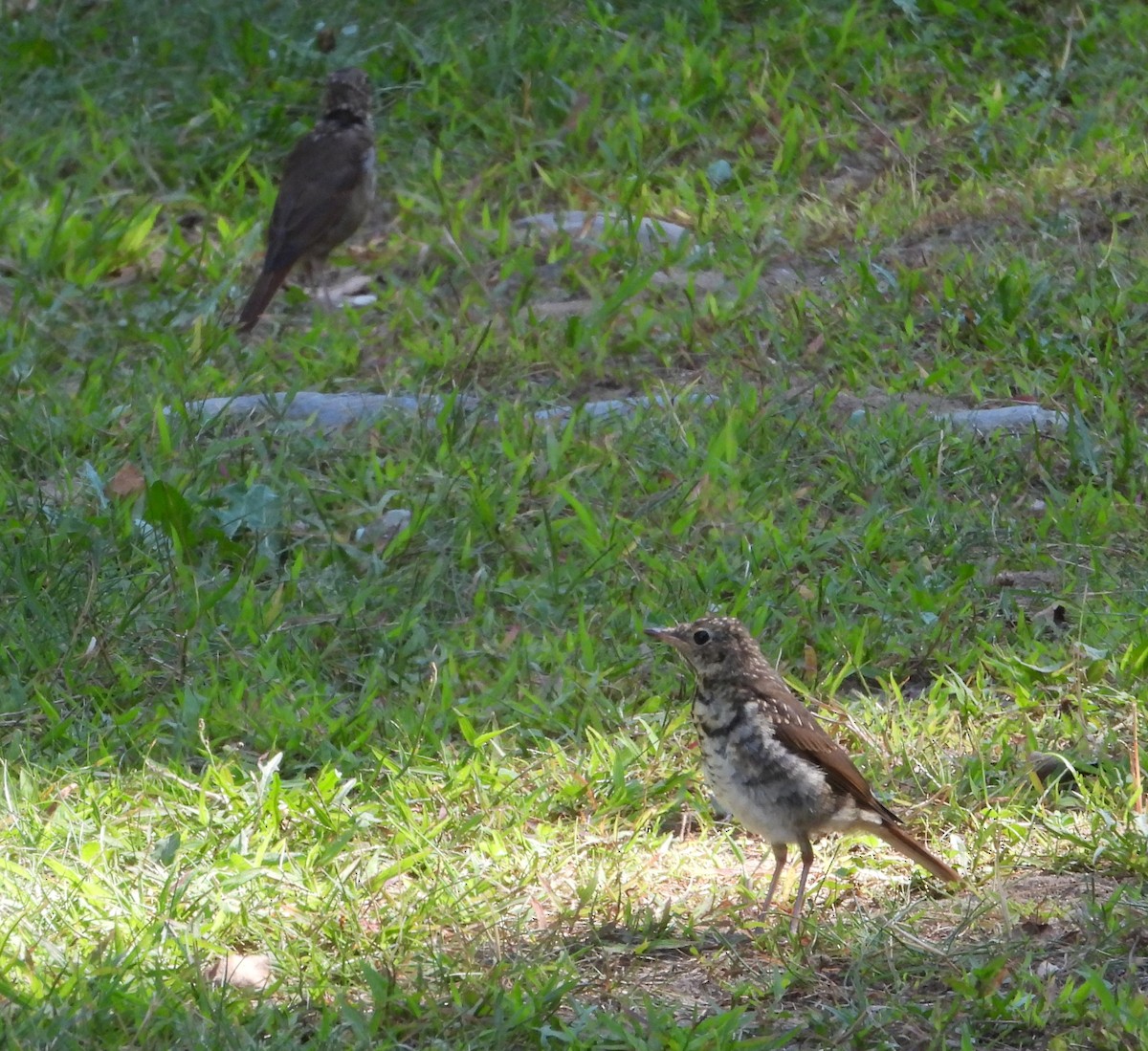Hermit Thrush - ML641299393