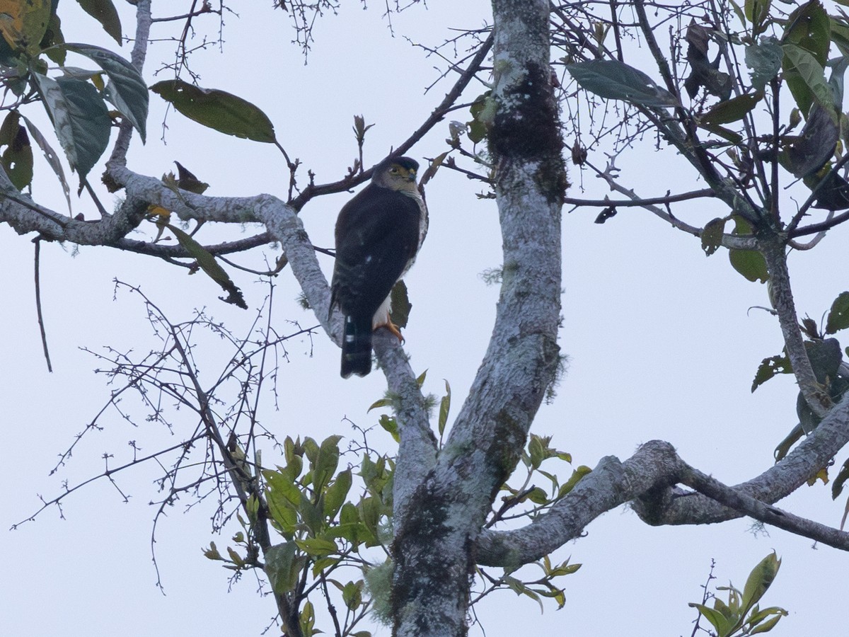 Tiny Hawk - ML641299404