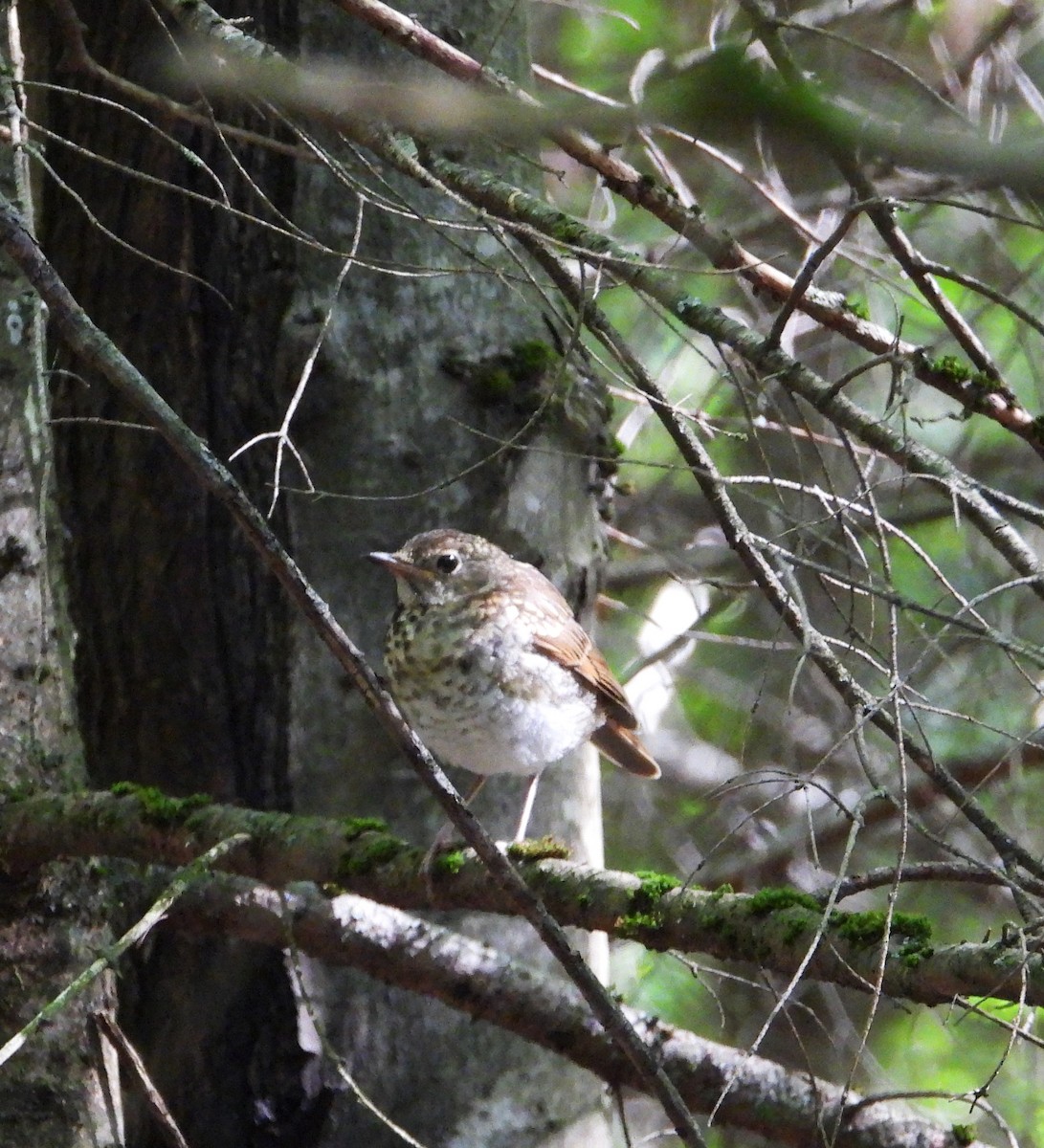 Hermit Thrush - ML641299410