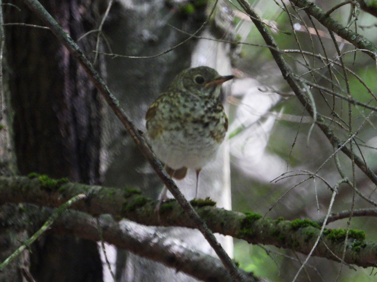Hermit Thrush - ML641299411