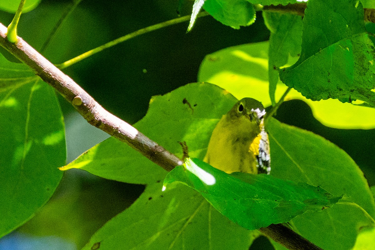 Magnolia Warbler - ML641299414