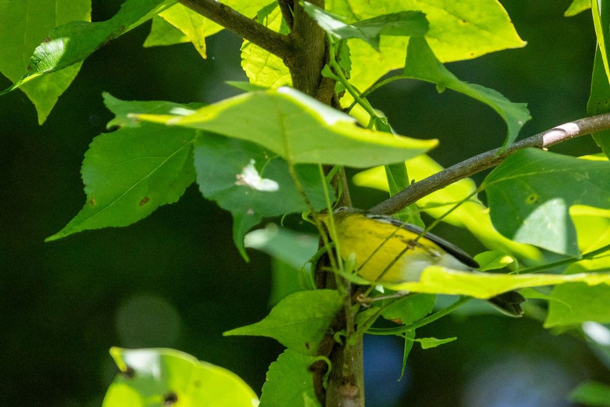 Magnolia Warbler - ML641299415