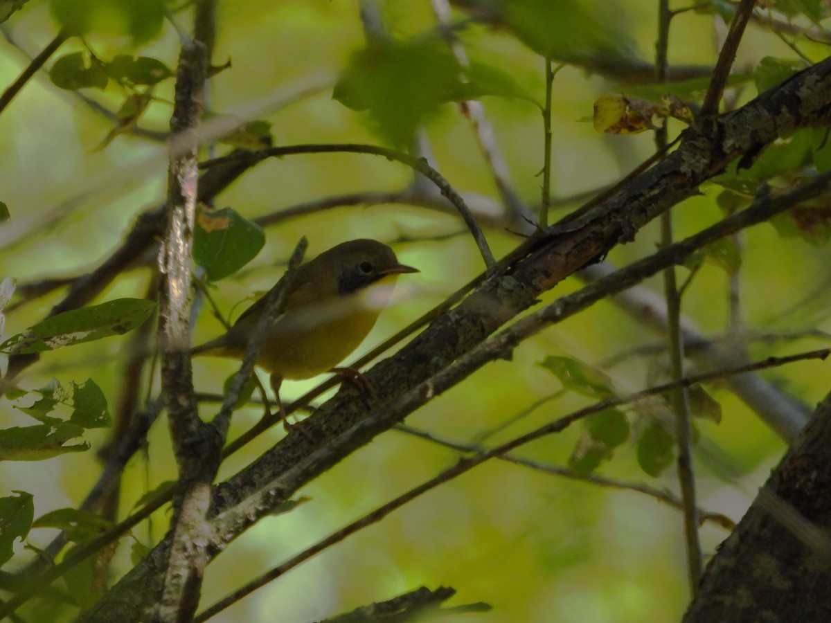 Common Yellowthroat - ML641299426