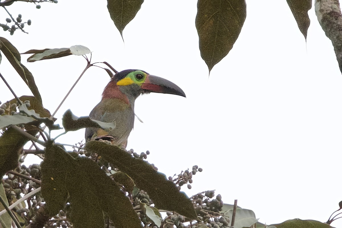 Guianan Toucanet - ML641299433