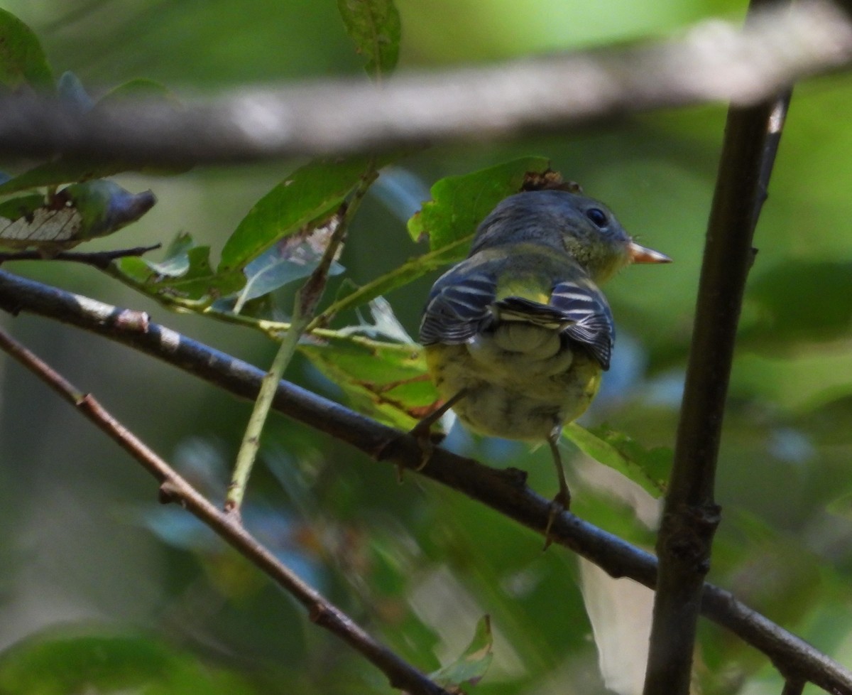 Magnolia Warbler - ML641299435