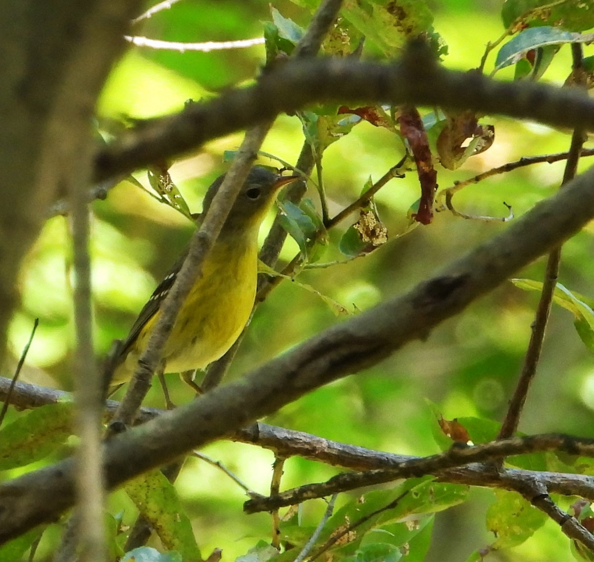 Magnolia Warbler - ML641299436