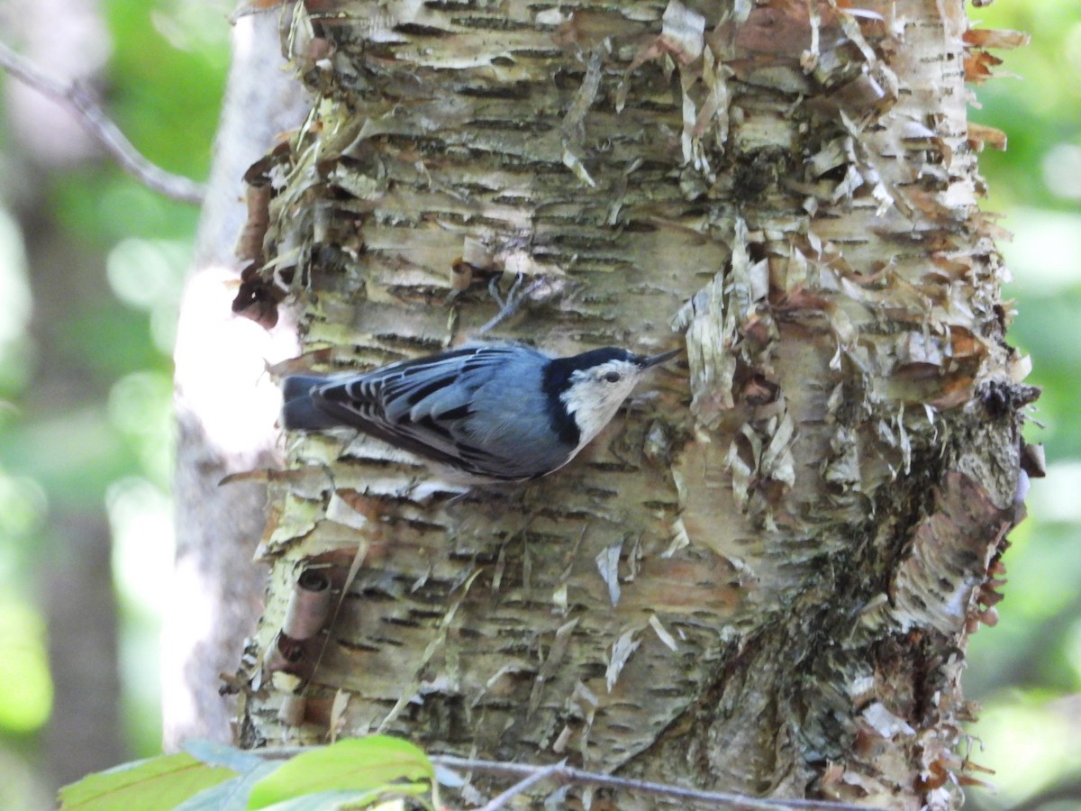 White-breasted Nuthatch - ML641299458
