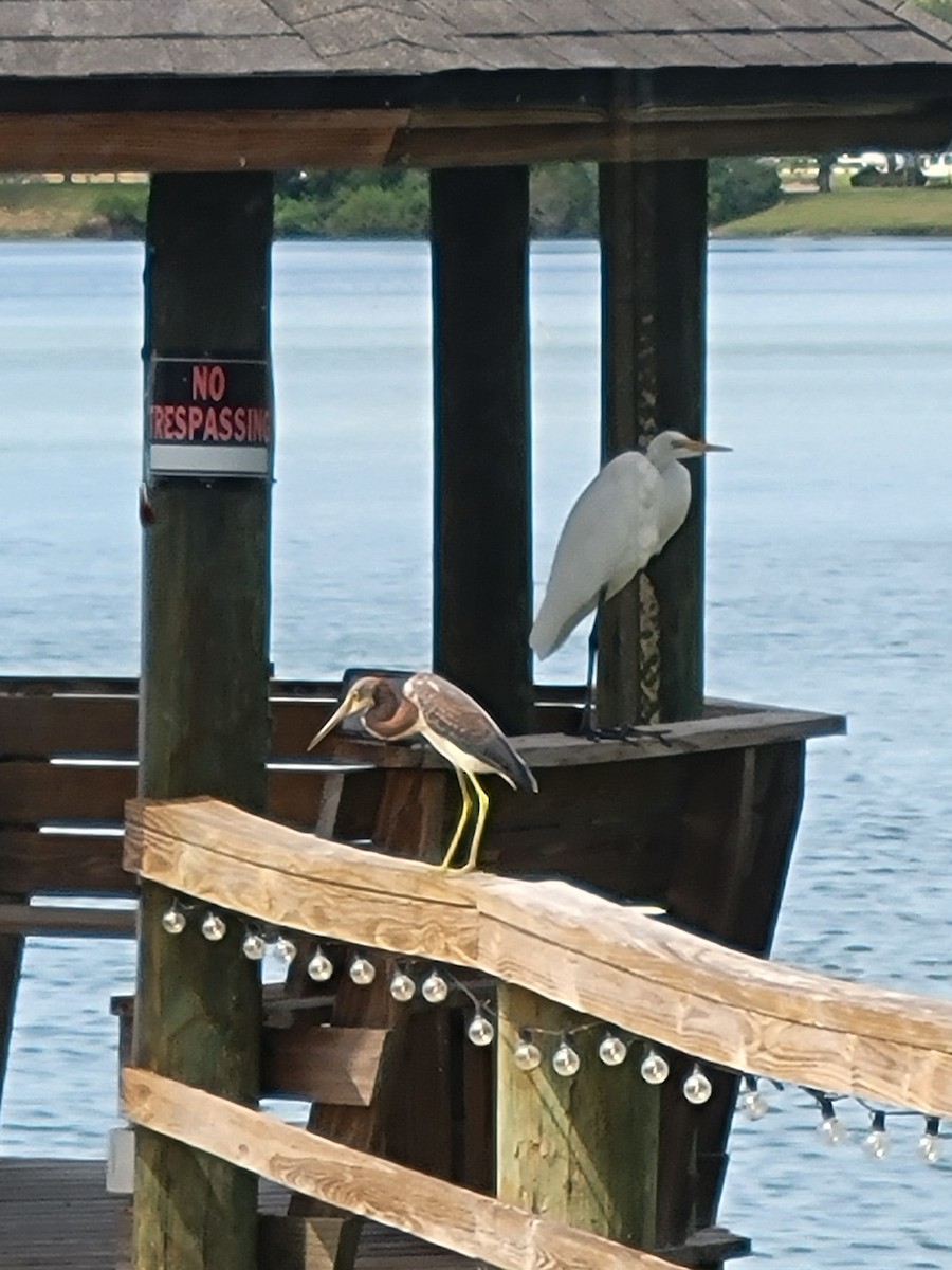 Tricolored Heron - ML641299459