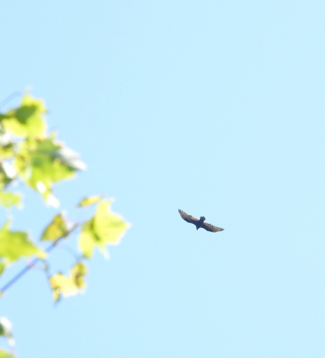 Turkey Vulture - ML641299461