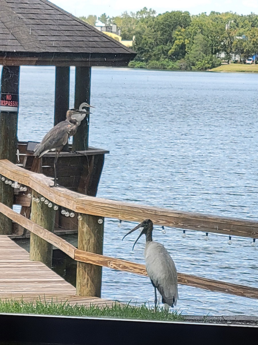 Wood Stork - ML641299463