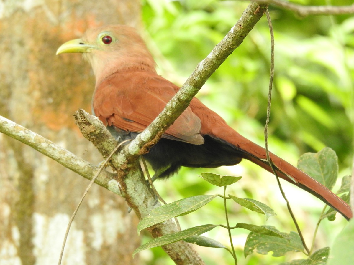 Piaye écureuil - ML641299464